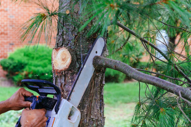 Best Lawn Pest Prevention  in Rohnert Park, CA